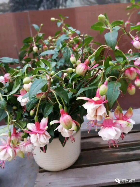 灯笼花施什么肥好(灯笼花施肥方法)