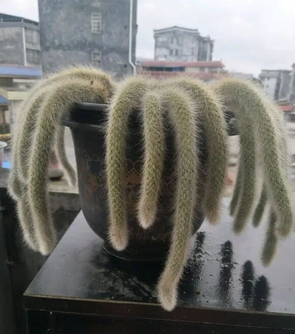 猴尾柱的养殖方法及繁殖_猴尾柱开花图片_猴尾柱