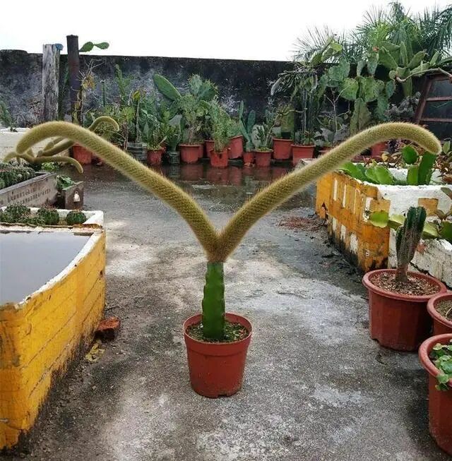 猴尾柱开花图片_猴尾柱_猴尾柱的养殖方法及繁殖