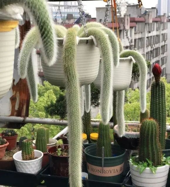 猴尾柱_猴尾柱开花图片_猴尾柱的养殖方法及繁殖