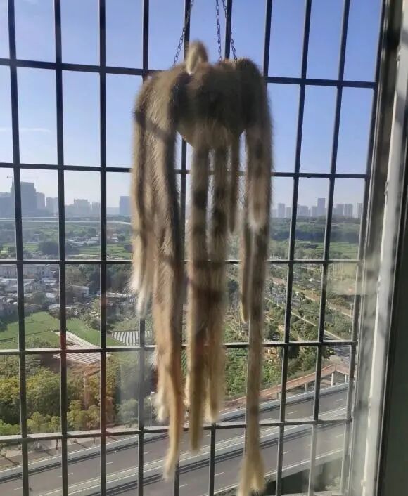 猴尾柱_猴尾柱的养殖方法及繁殖_猴尾柱开花图片