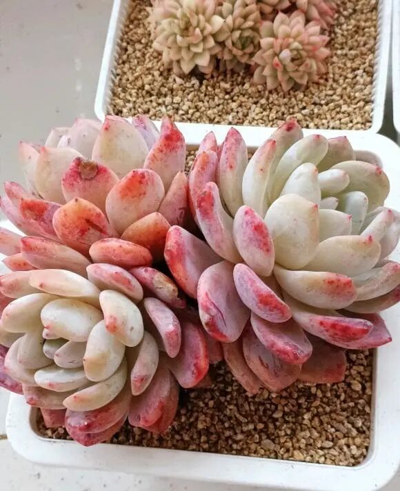 你买的多肉 到头来1棵没养活 环境差异 室内不适合 全网搜