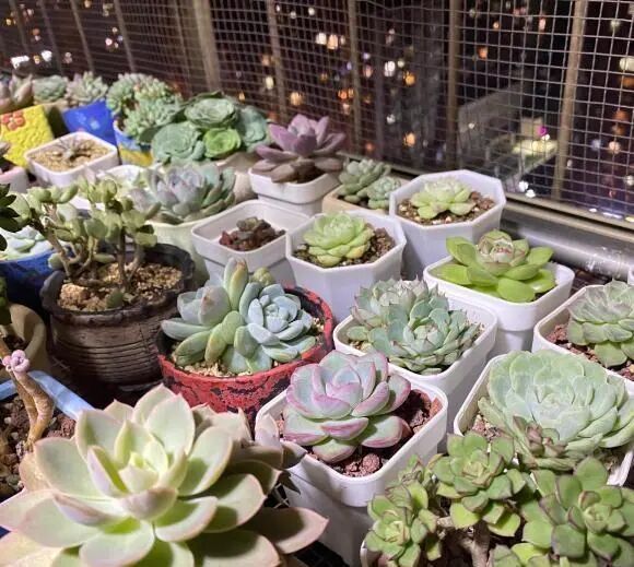 多肉浇水有技巧 加上这3样 粉末 不烂根 没虫子 长得快 全网搜