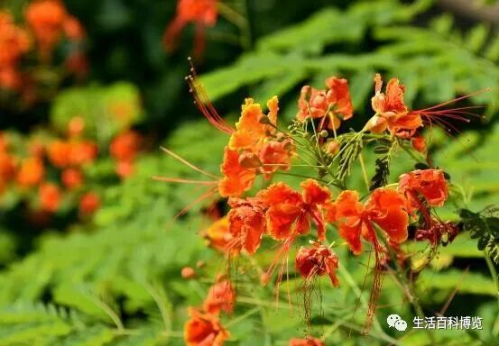 不会盆栽金凤花怎么办 教你五招 让金凤花 花开不断 还爆盆 生活百科博览 微信公众号文章阅读 Wemp