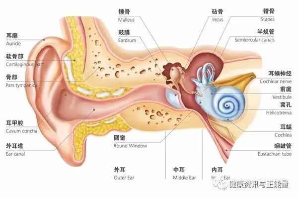 壁,名称结构要牢记; 前后上下外内侧,按照顺序记仔细; 咽管孔窦鼓室盖