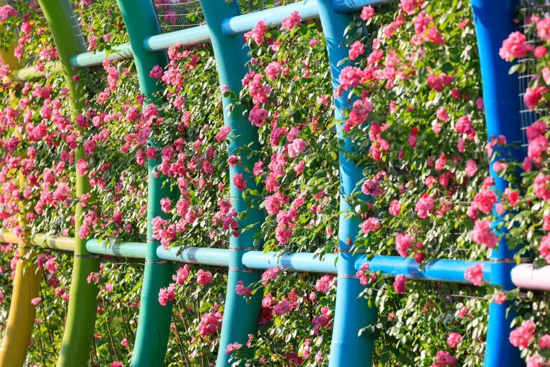 来滨江这个梦幻月季园与三件套同框