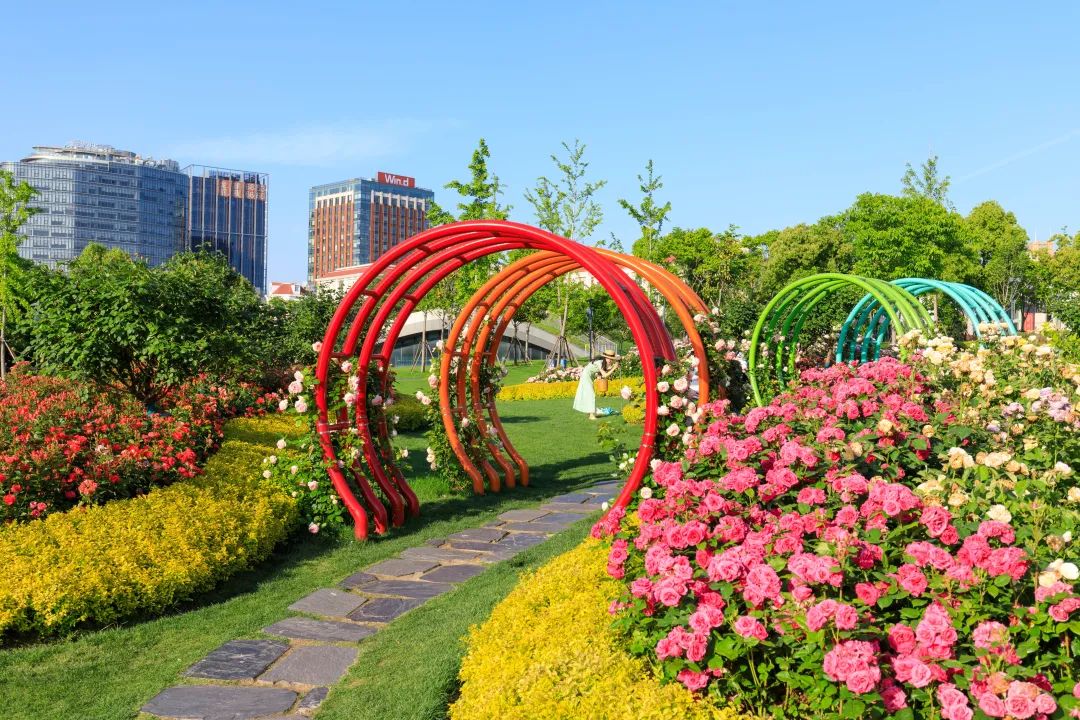 月季园在设计上别具匠心让美绽放在南浦大桥之下用满园的月季为设计