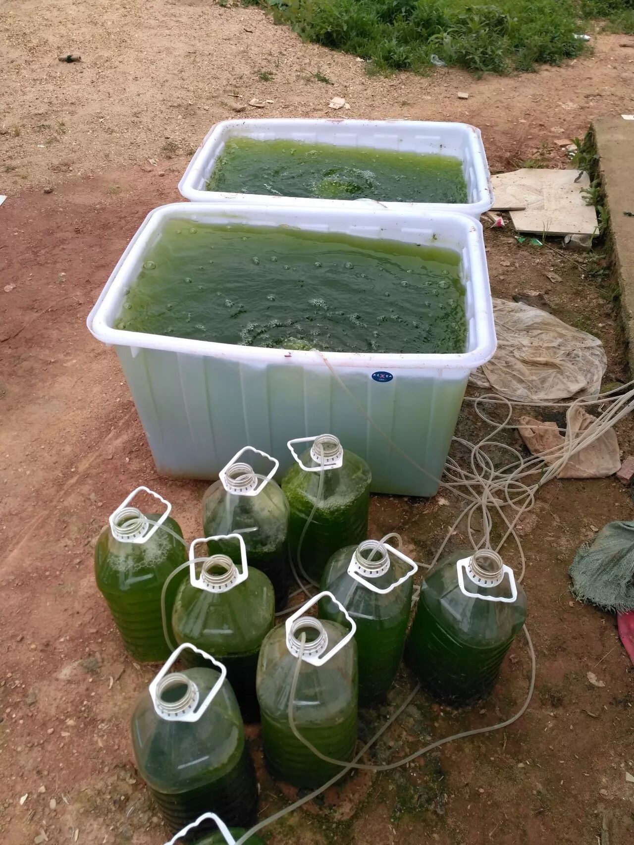 复硝酚钠在渔肥，培养小球藻和光合细菌上的应用