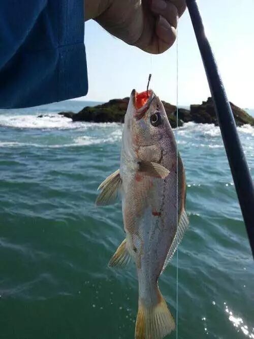 大特价肉质鲜嫩无比海钓野生大鲈鱼只卖23.