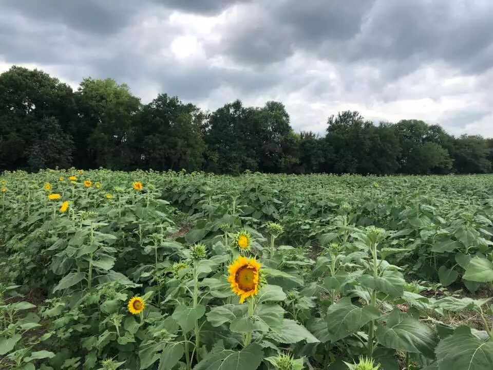 18年堪城观赏向日葵花海 摘苹果攻略 美国堪城生活 微信公众号文章阅读 Wemp