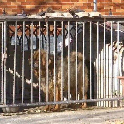 【再访文明养犬】多地整治不文明养犬，然而大型犬、烈性犬现象依然存在，为何不文明行为屡禁不止？