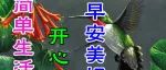 5月26日最新早上好祝福动态表情图片大全，早安问候语句子！