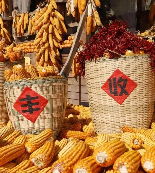 礼赞丰收，致敬农民｜看老君山里花式庆丰收！