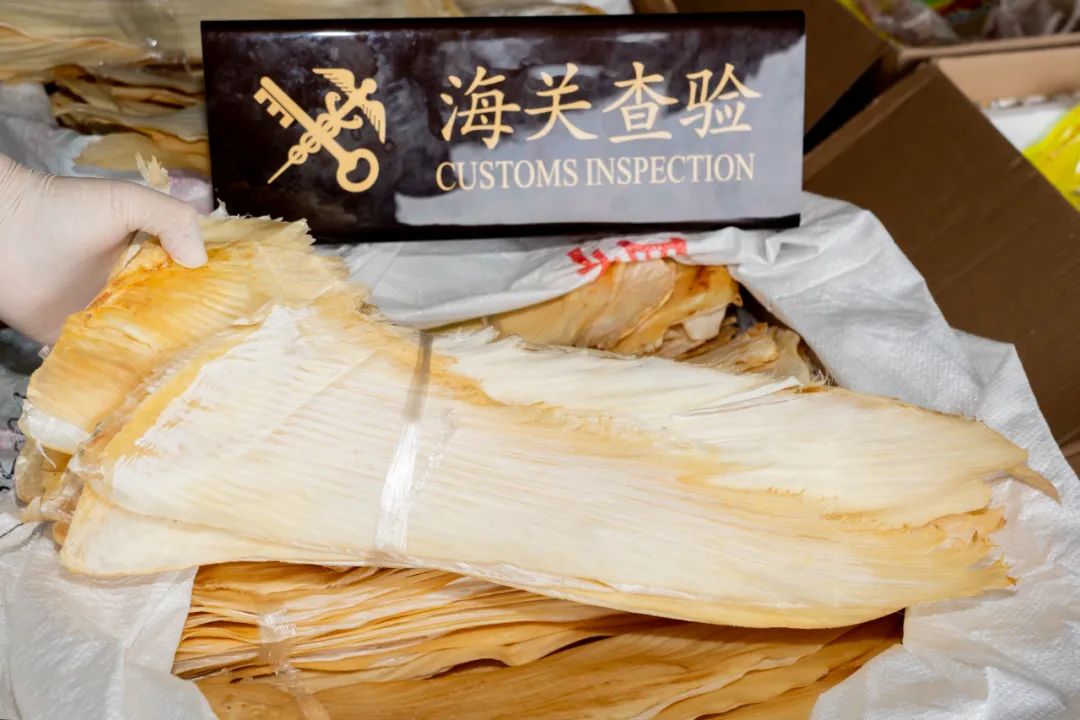  “鱼翅自由”的代价：多条大青鲨命丧黄泉，走私者终落网！