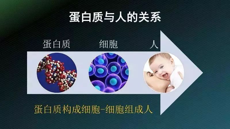 中央电视台报道：肽对人体非常有益，是不可或缺的营养物质！