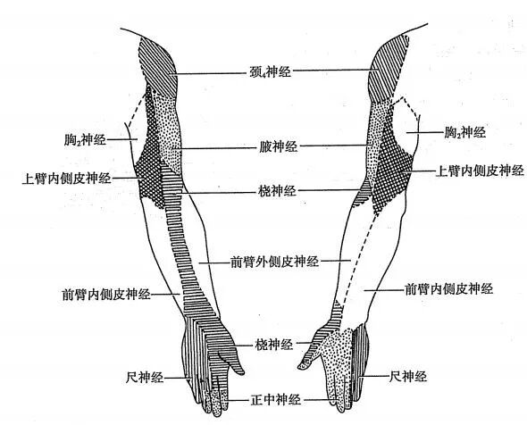 神经丛刺激针是什么各种麻醉神阻法详解！推荐收藏！_https://www.jmylbn.com_新闻资讯_第7张