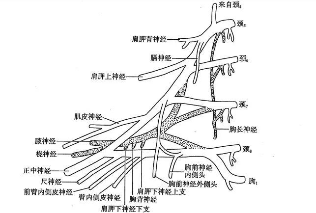 神经丛刺激针是什么各种麻醉神阻法详解！推荐收藏！_https://www.jmylbn.com_新闻资讯_第6张