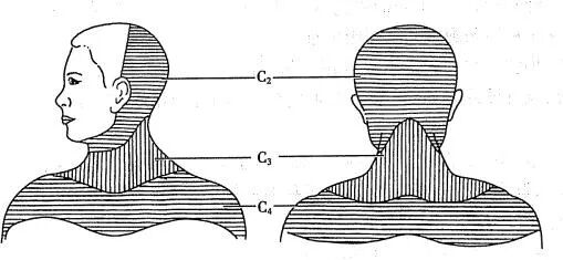 神经丛刺激针是什么各种麻醉神阻法详解！推荐收藏！_https://www.jmylbn.com_新闻资讯_第3张