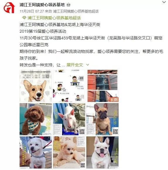 寵物店倒閉，遺棄上百隻貓狗在救助站！貓狗生病甚至倒下 寵物 第16張