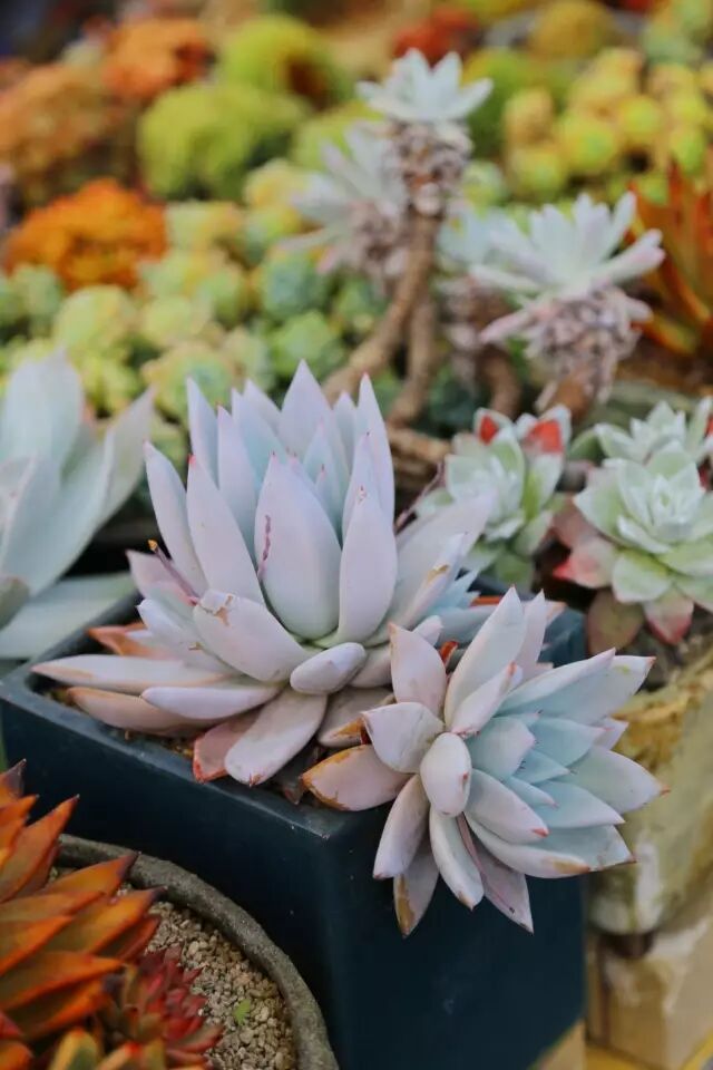 多肉 三月不防蟲 四月爆粉蚧 慎入 雞皮疙瘩掉一地 多肉植物學 微文庫