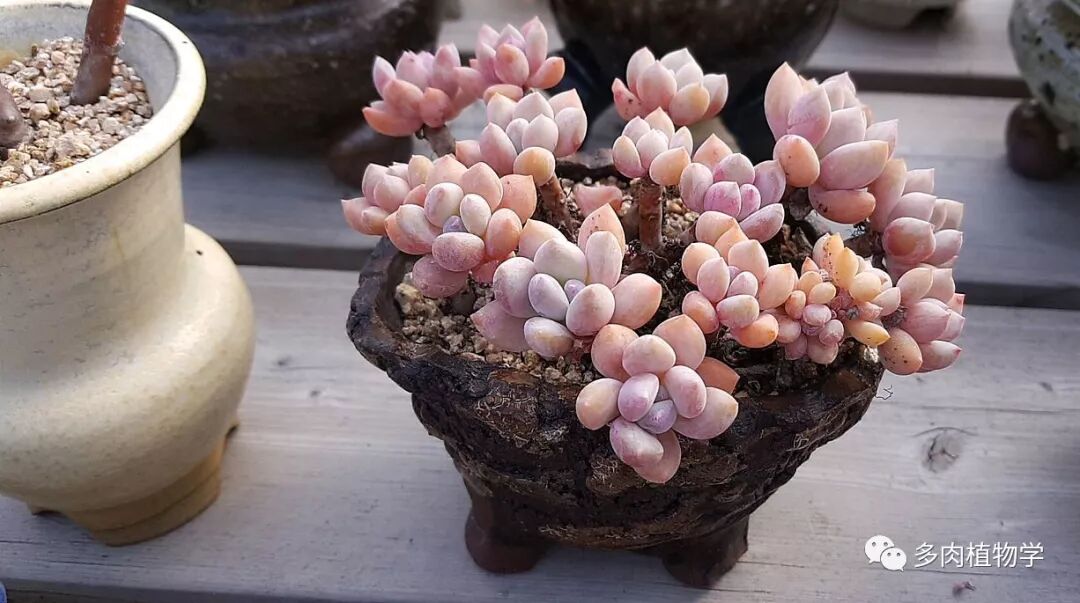 多肉学他这么养，保准仙气十足！