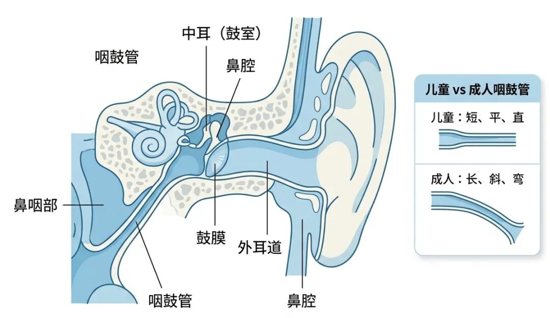 儿童咽鼓管解剖示意图.jpg