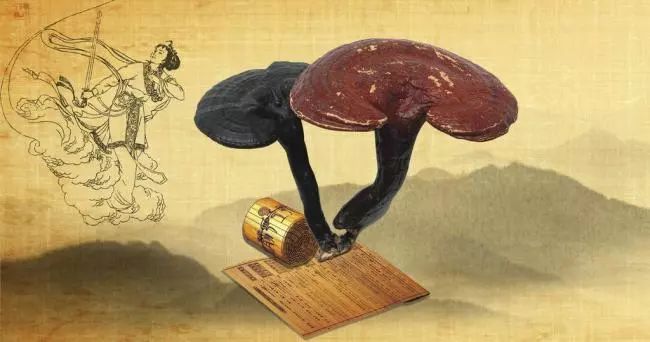 灵芝最营养的几种吃法，学起来！