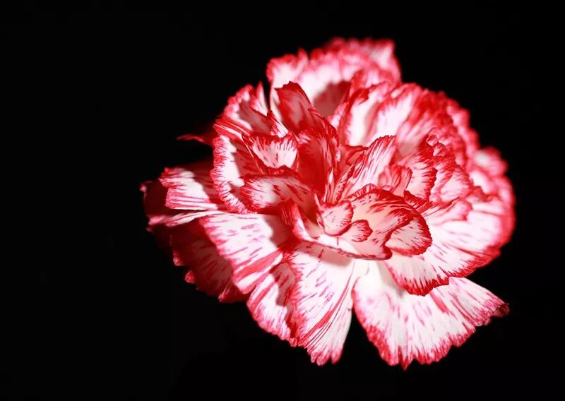 10种鲜花的英文名含义 你最喜欢哪种花 看看撒网