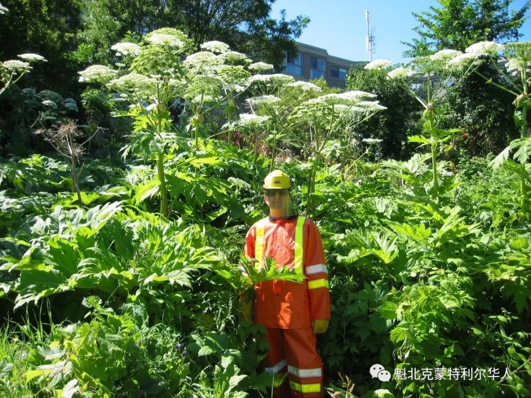 加拿大這種毒草馬上就要開花了!見到一定要趕快遠離!