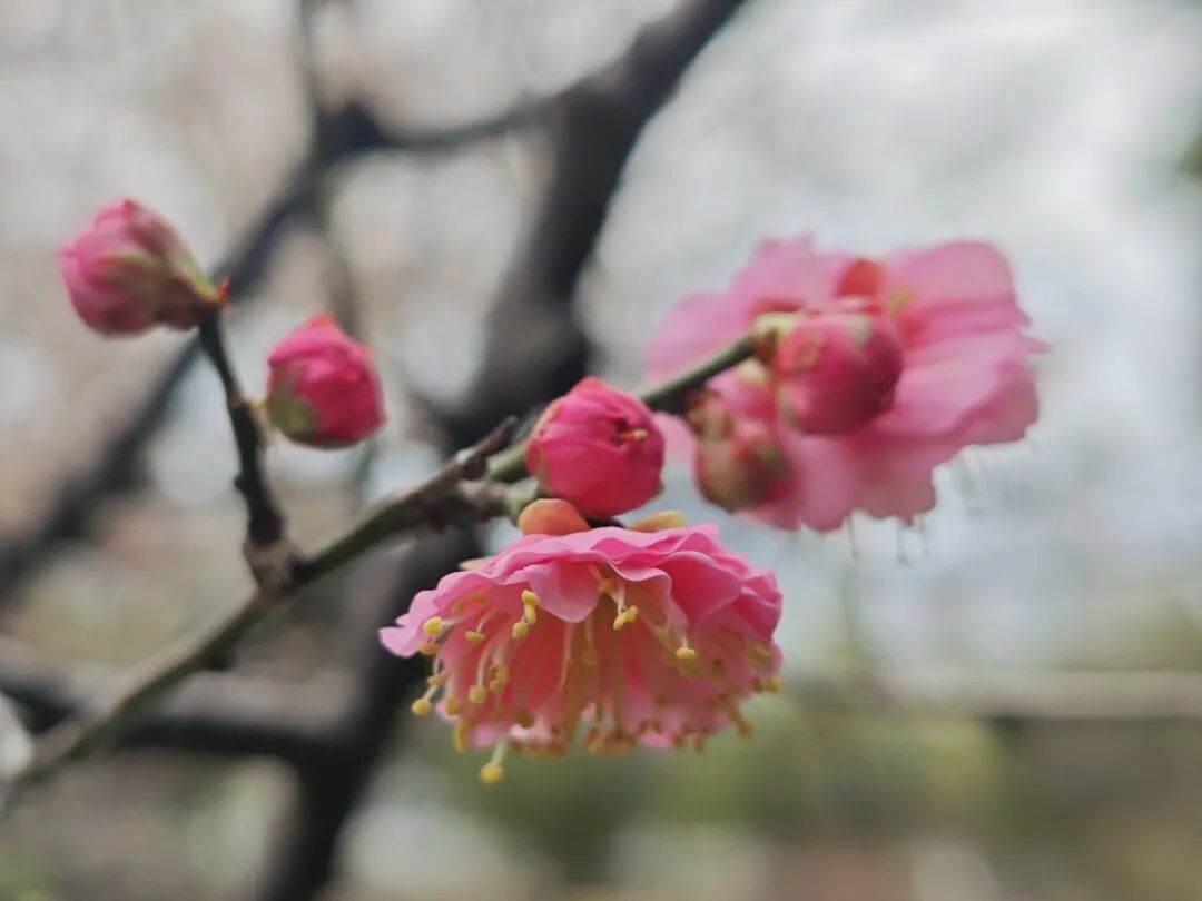 预告2024年梅川公园梅花展将于2月1日—3月1日开展(实际以具体花期