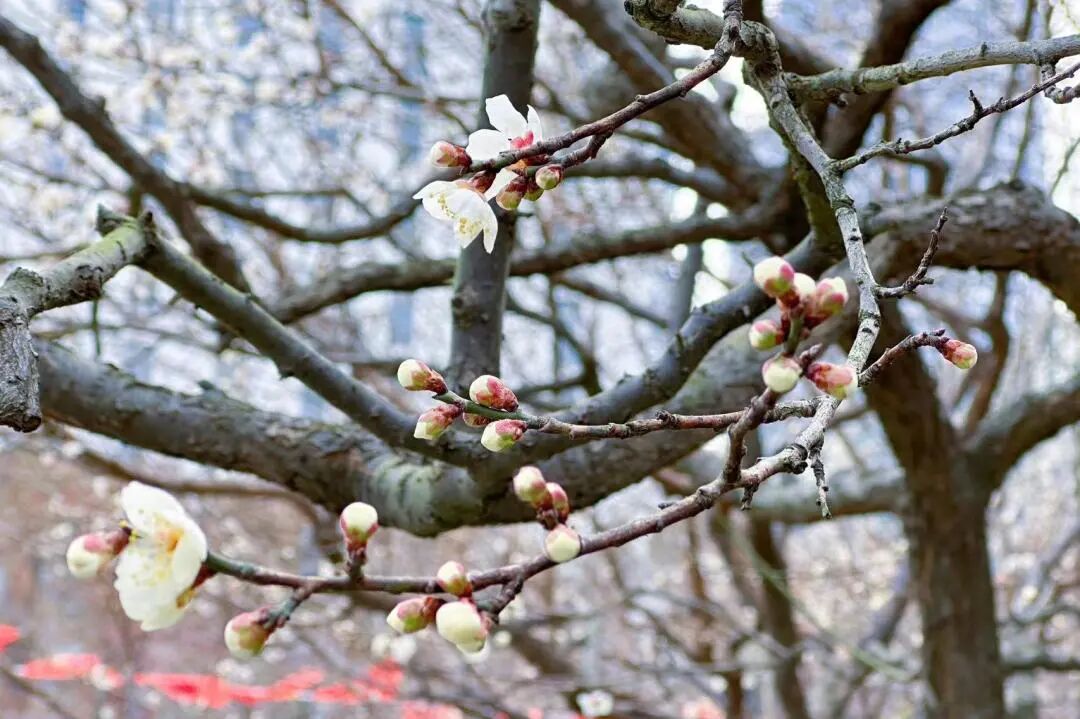 云岭公园长风公园预告2024年梅川公园梅花展将于2月1日—3月1日开展