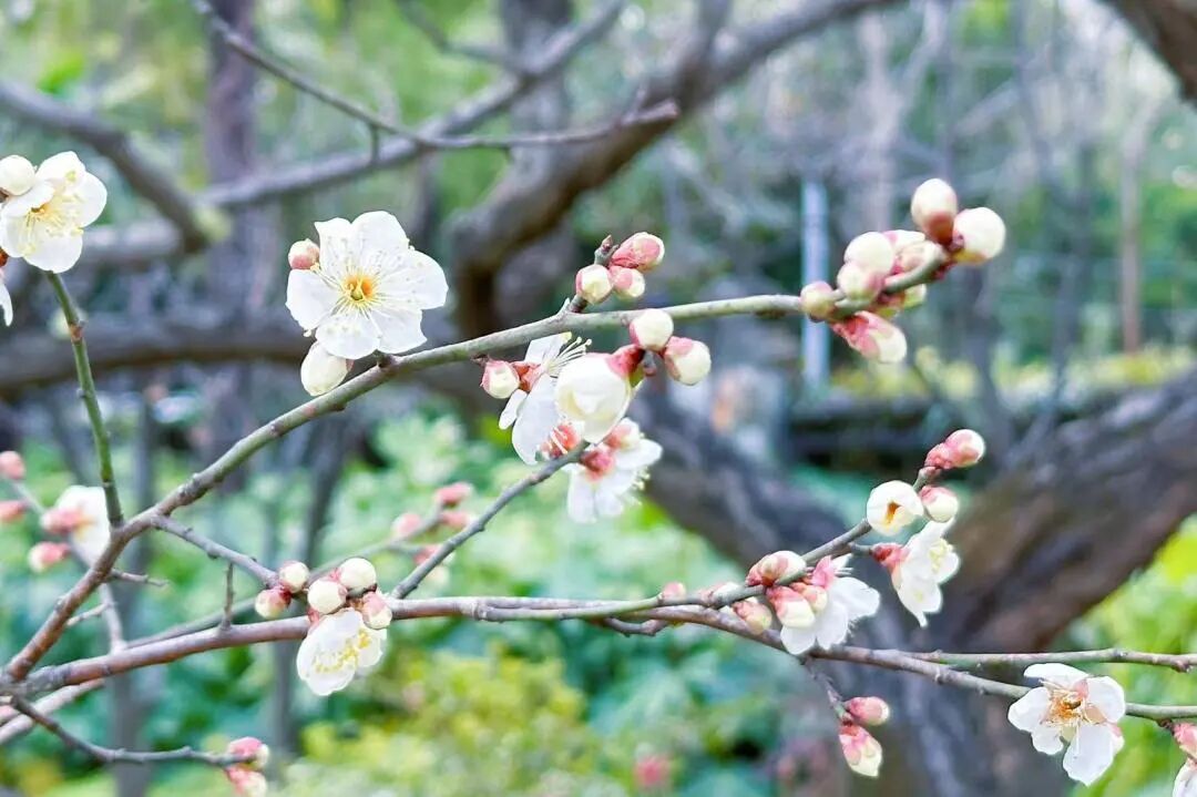 云岭公园长风公园预告2024年梅川公园梅花展将于2月1日—3月1日开展