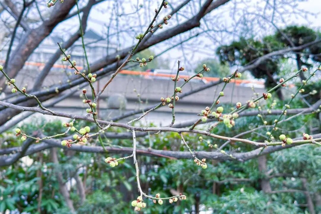 云岭公园长风公园预告2024年梅川公园梅花展将于2月1日—3月1日开展