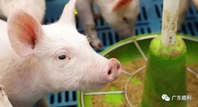 乳豬顆粒料在生產過程中的水分控制|新聞動態-肇慶市牧研機械有限公司