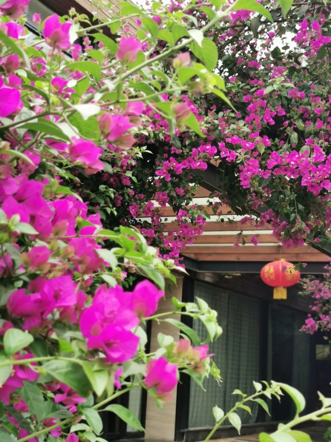 我在·你在丨菩提树下