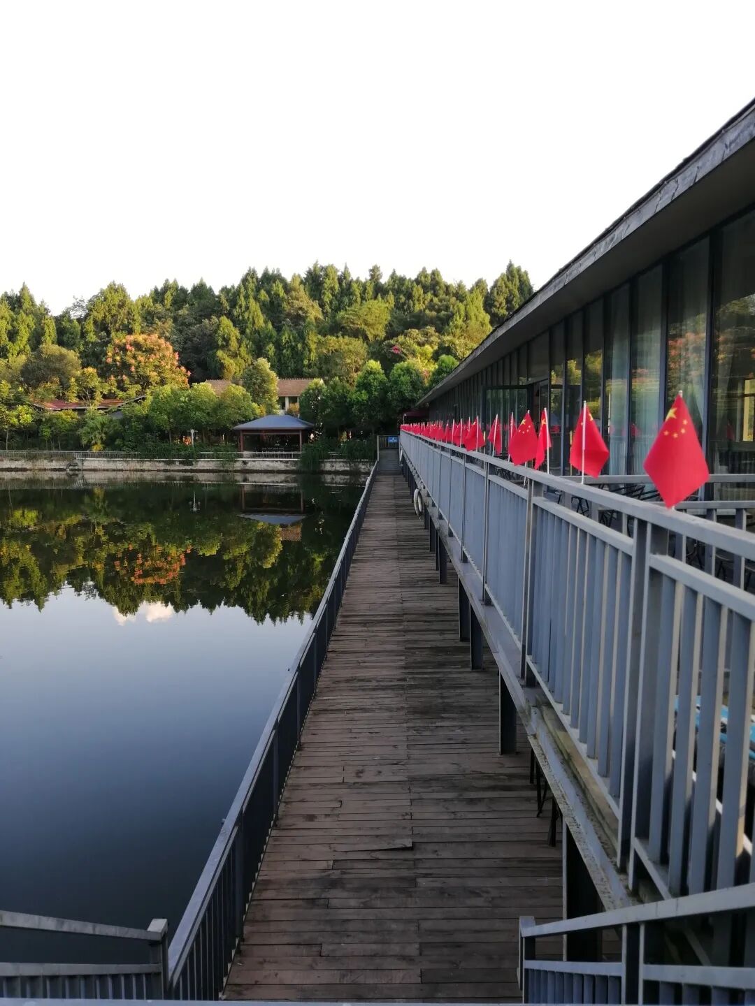 我在·你在丨菩提树下