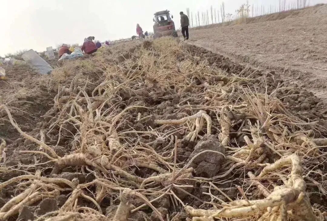 新疆春季可以种植的药材品种
