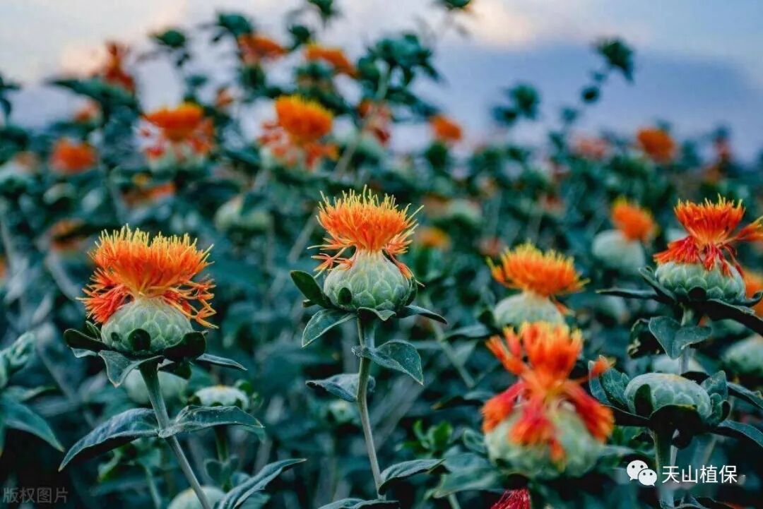 新疆中药材种植品种推荐