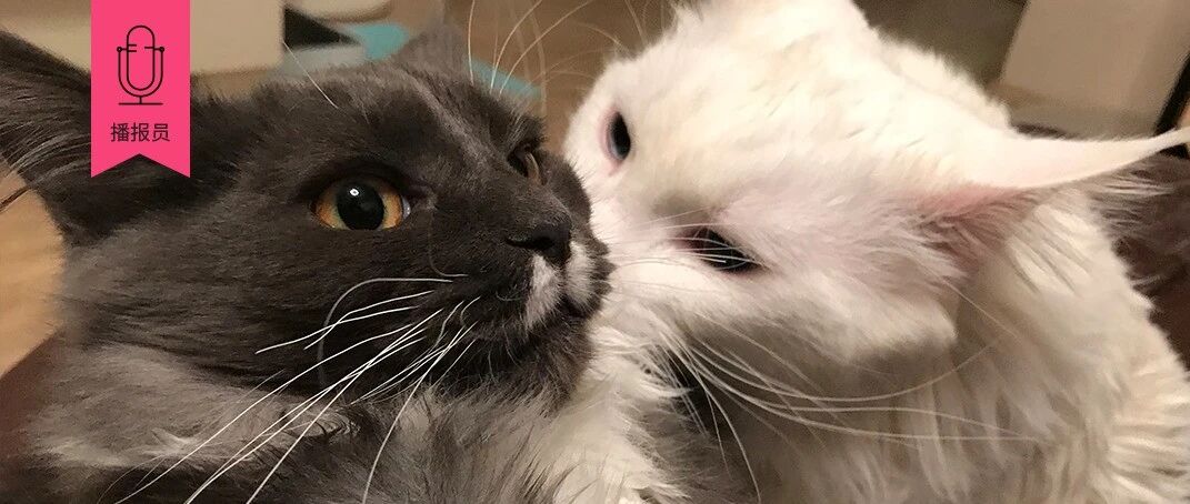 下辈子当只猫，晒太阳，住理想家，用神仙设计！