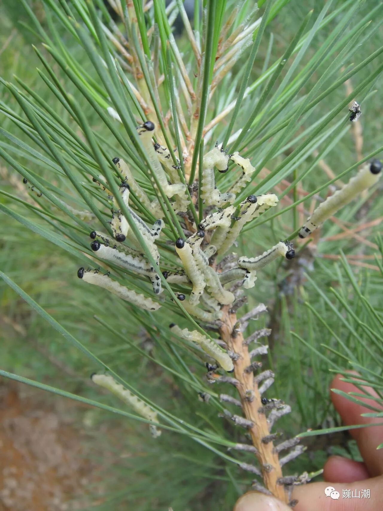 松叶蜂危害万亩林地安全 巍山出动直升机防治"不冒烟的森林火灾"
