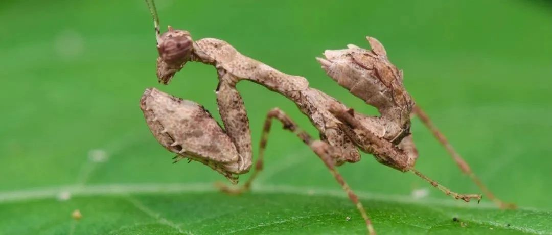 【虫谱大观】姬螳属