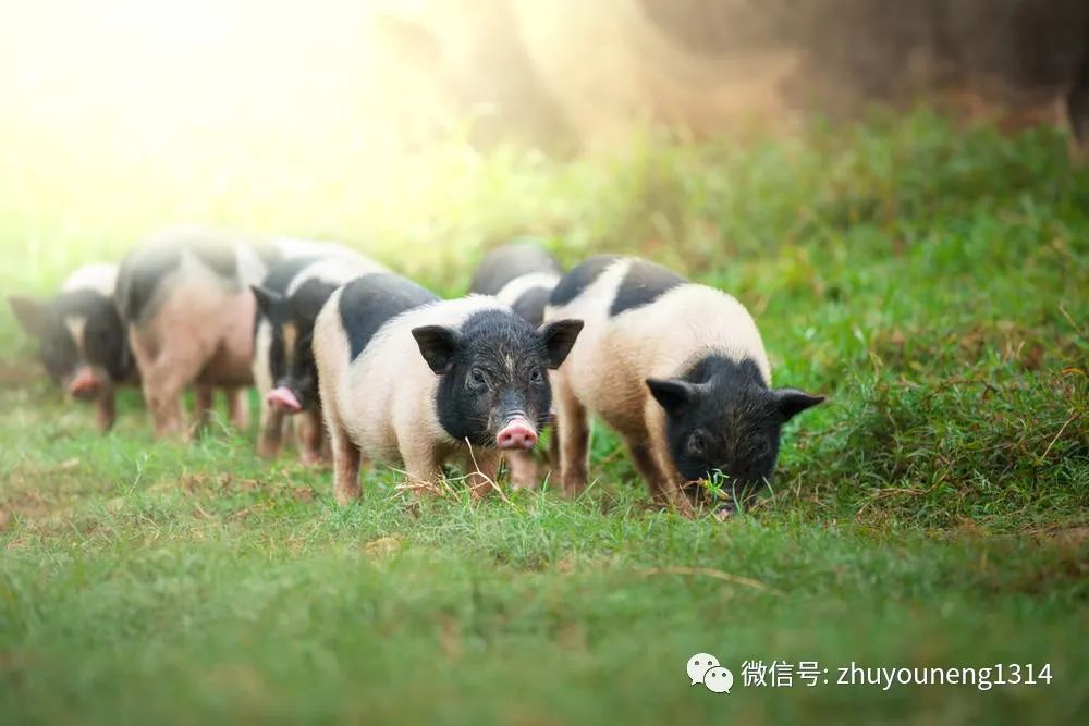 养殖端死守！20元仍是强有力支撑位