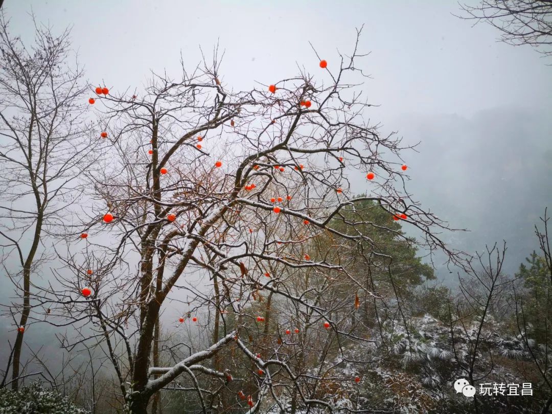 宜昌百里荒天气预报