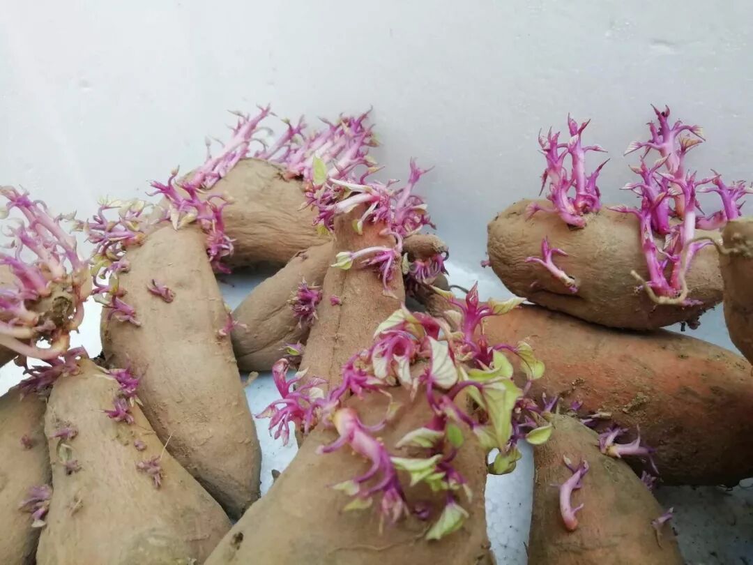 日照人地瓜发芽还能这样好看好吃涨知识了