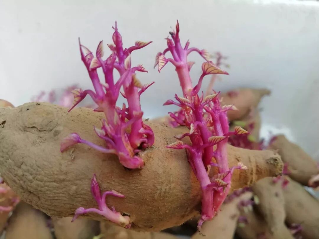 日照人地瓜发芽还能这样好看好吃涨知识了