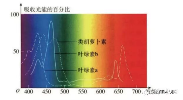 干货丨光质对植物生长发育的影响 半导体照明网 微信公众号文章阅读 Wemp
