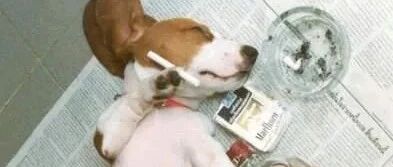 高端的猎物往往以高端的身份出现...