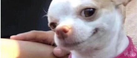 教你如何完美演绎“笑里藏刀”四个字哈哈哈哈