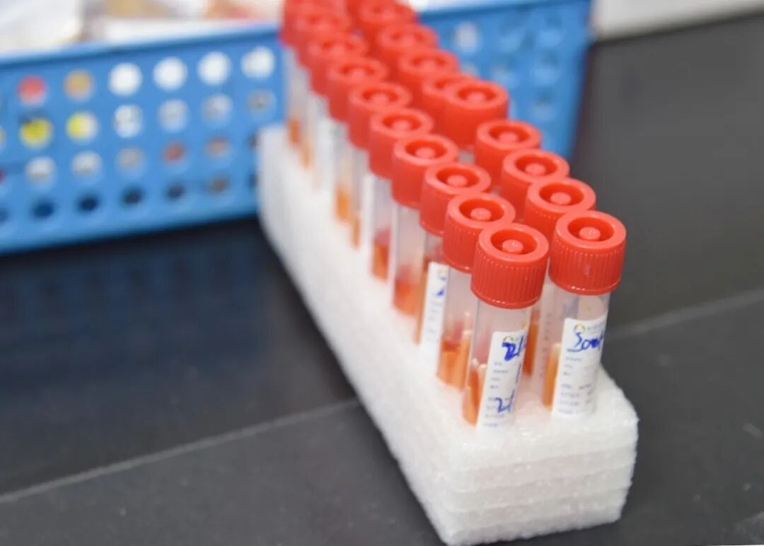 标本转运箱怎么消毒核酸的检测流程 ｜ 看完终于明白为什么要等那么久了_https://www.jmylbn.com_新闻资讯_第4张