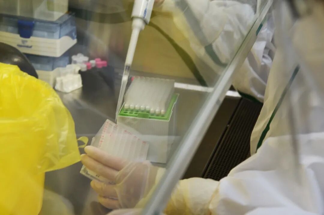 标本转运箱怎么消毒核酸的检测流程 ｜ 看完终于明白为什么要等那么久了_https://www.jmylbn.com_新闻资讯_第7张